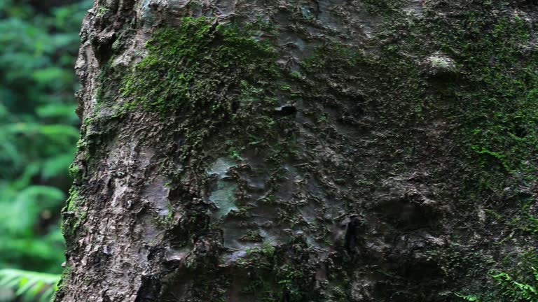 Green moss tree fern in rain forest area in water fall at natural park. camera dolly past tree