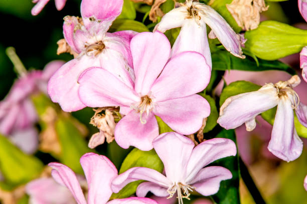 Common soapwort, with flower