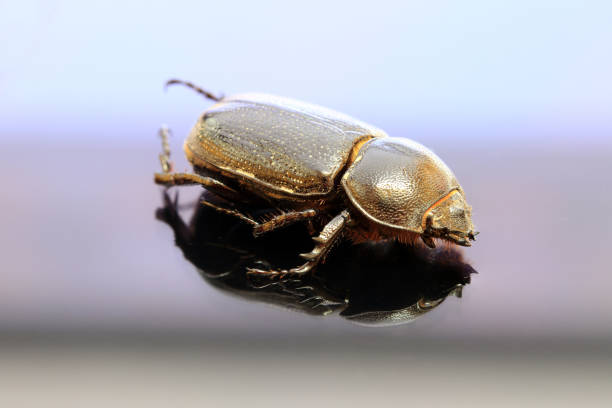 istock beetle insect lie on the reflex floor. 1015429398