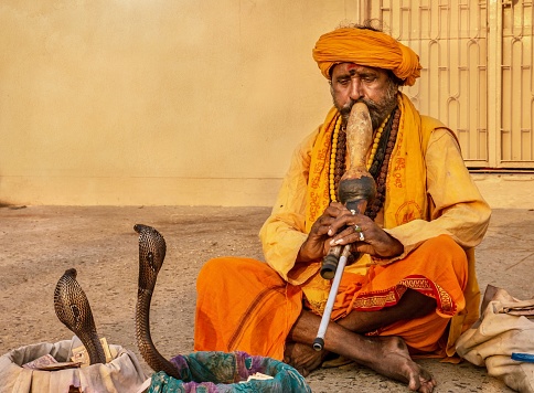 Varanasi, India - November 12, 2015. Showing an Indian snake charmer performing with two king cobra snakes which are rising up from their baskets in a hypnotized condition. The bare-foot man is sitting cross-legged, wearing saffron-colored traditional sadhu clothing, with beads and a turban.