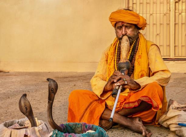 An Indian snake charmer is playing a traditional musical instrument called a pungi, hypnotizing two king cobra snakes in an ancient Indian cultural ritual. Varanasi, India - November 12, 2015. Showing an Indian snake charmer performing with two king cobra snakes which are rising up from their baskets in a hypnotized condition. The bare-foot man is sitting cross-legged, wearing saffron-colored traditional sadhu clothing, with beads and a turban. snakes beard stock pictures, royalty-free photos & images