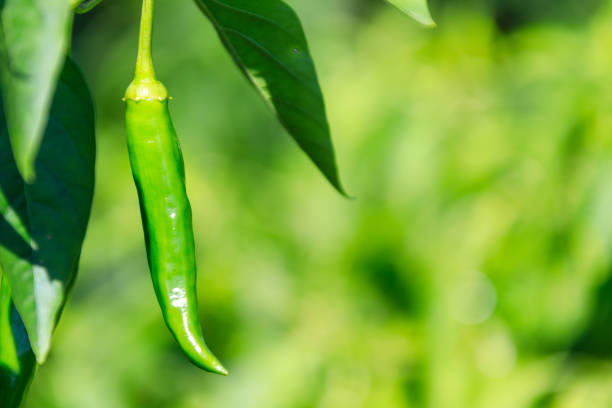 Spicy chili of korea