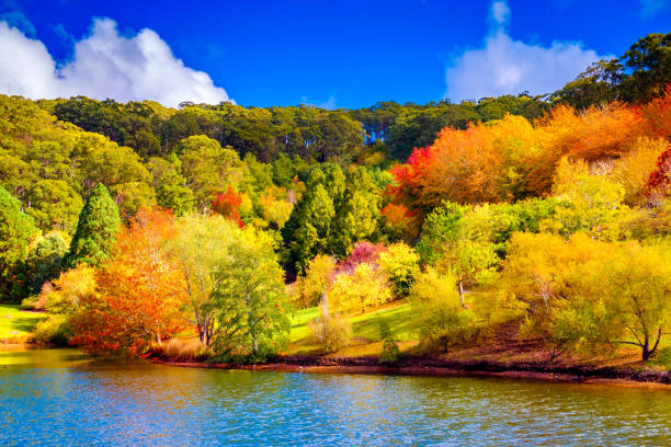 kolorowa australijska jesień w adelaide hills - autumn landscape hill tree zdjęcia i obrazy z banku zdjęć