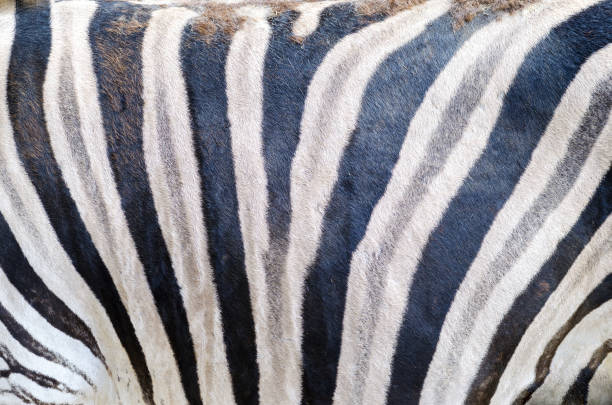 istock Zebra pattern, Jihlava zoo, Czech republic 1015433260