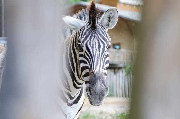 istock Zebra in Jihlava zoo, Czech republic 1015433408