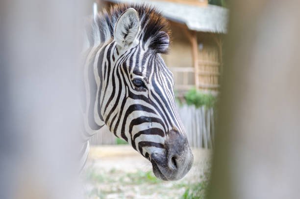 istock Zebra in Jihlava zoo, Czech republic 1015433482