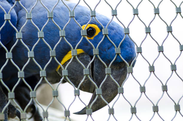 A grey parrot, an Old World parrot in the family Psittacidae