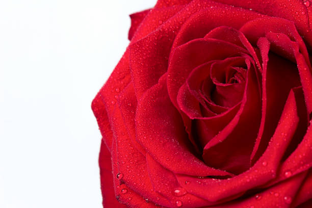 istock Red rose close-up of water drops on a white background 1015433998