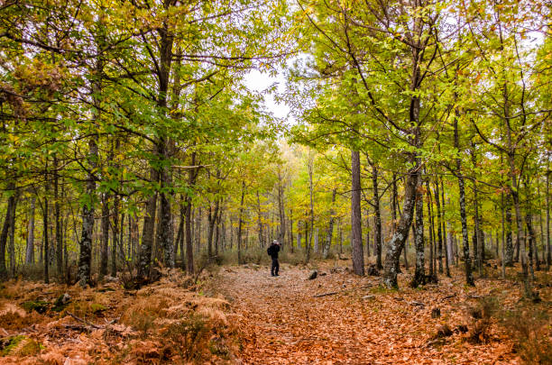 fotograf ist eine aufnahme des malerischen landschaft im herbst - travel avila castilla y leon spain stock-fotos und bilder