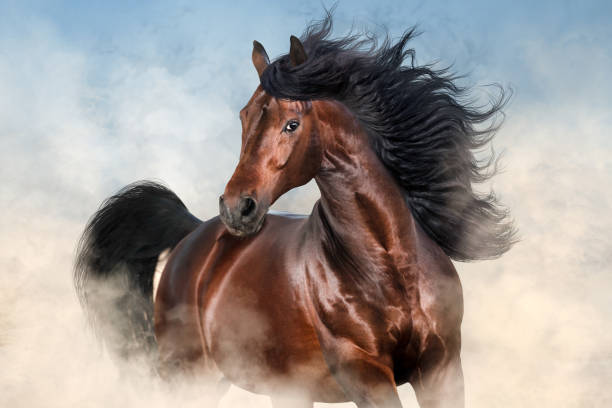 istock Horse portrait in motion 1015437588
