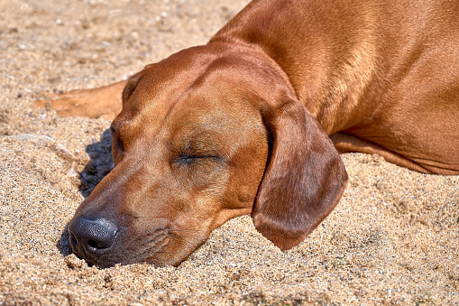 Dog on the beach. Big brown red dog Rhodesian ridgeback rest sleep on the sand.
