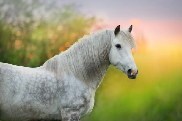 istock Horse at sunrise 1015438130