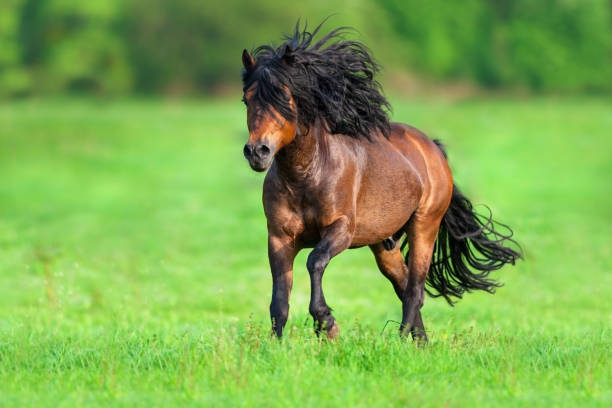 istock Horse free run on green  grass 1015438228