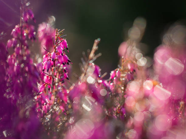 istock pink flowers in a field 1015438792