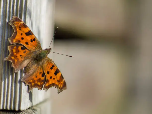 comma butterfly on wood