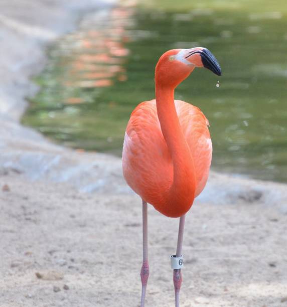 istock Flamingo standing by the water 1015442366
