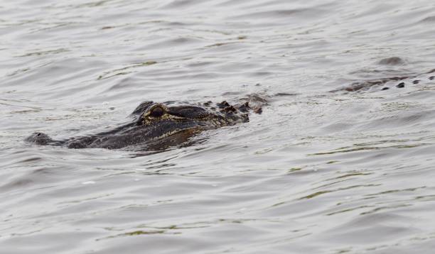 istock Alligator sticking head out of water 1015442476
