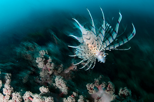 Beautiful Lionfish Spreading its Wings underwater in Izu, Japan