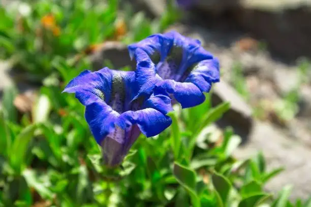 Blue flower on a blurred background of grass. Mountain alpine flower. Two blue flowers close up are stemless gentian (Gentiana acaulis).