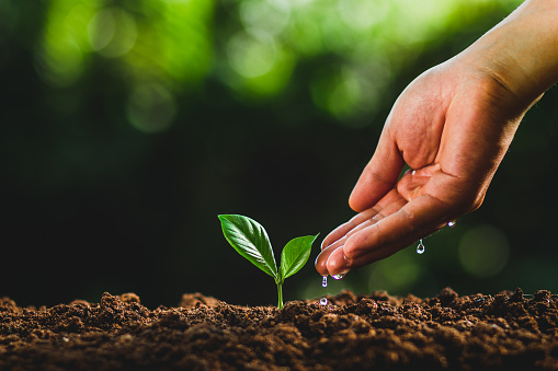 Small green plant sprout seedling growing from soil and a kids hands holding and protecting it isolated on a gray paper background. Banner