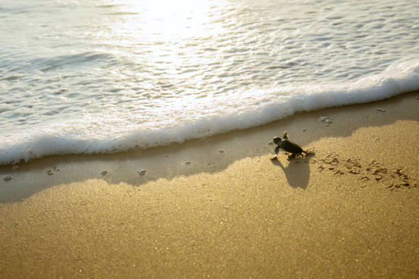 piccole tartarughe che strisciano verso il mare - turtle young animal beach sand foto e immagini stock