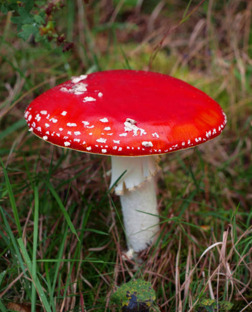 istock fly agaric mushroom - Amanita muscaria 1015452222
