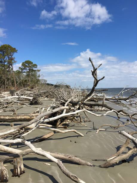 istock Hunting Island State Park Beach after Hurricane 1015452262