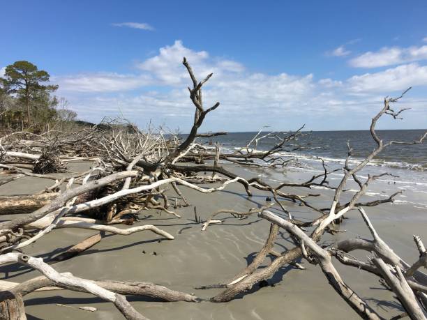 istock Hunting Island State Park Beach after Hurricane 1015452338