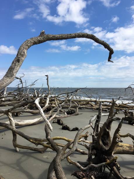 istock Hunting Island State Park Beach after Hurricane 1015452426