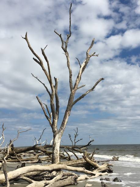 istock Hunting Island State Park Beach after Hurricane 1015452454