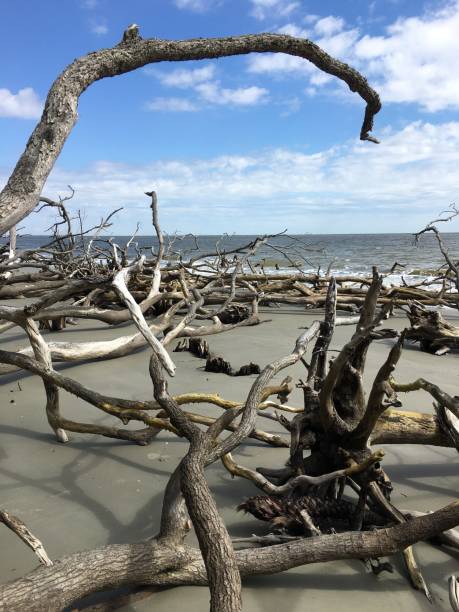 istock Hunting Island State Park Beach after Hurricane 1015452456