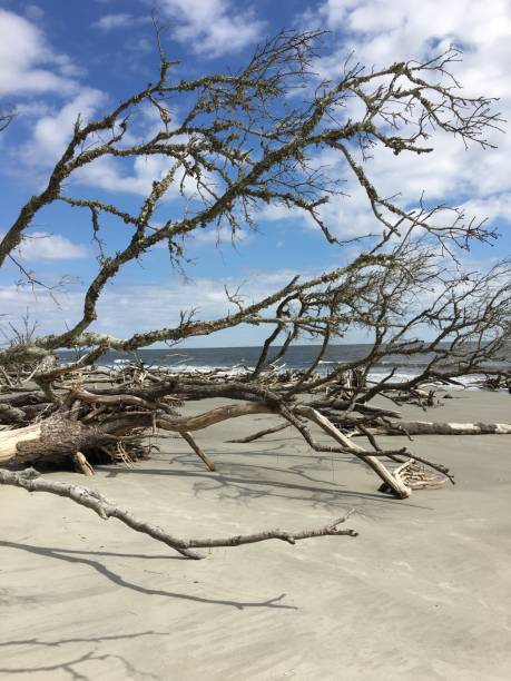 istock Hunting Island State Park Beach after Hurricane 1015452460