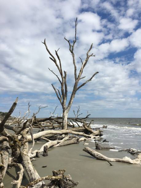 istock Hunting Island State Park Beach after Hurricane 1015452462