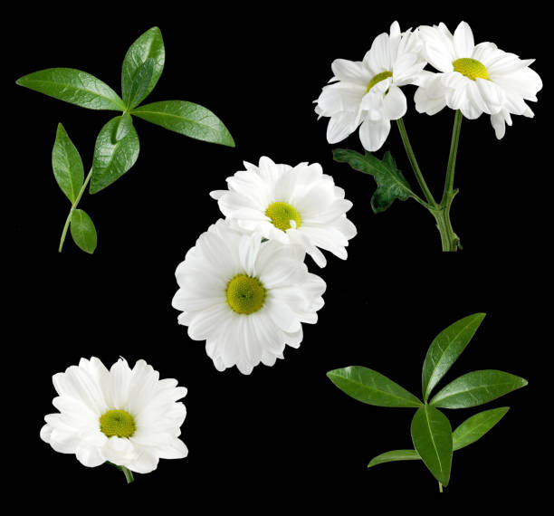 istock isolated image of flower 1015461074