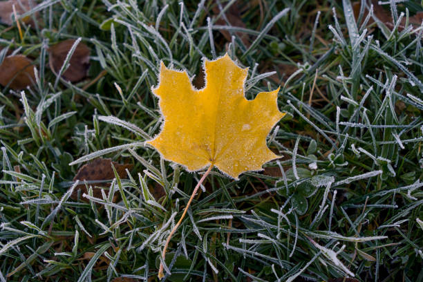 istock Yellow fallen leaf in green grass and hoarfrost 1015461924