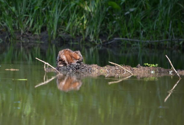 istock Muskrat sitting on river log 1015462026