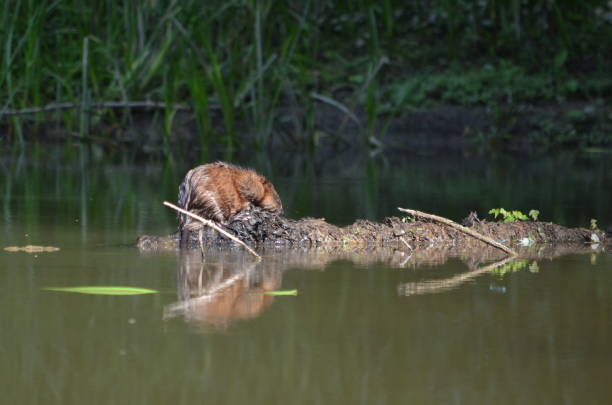 istock Muskrat sitting on river log 1015462028