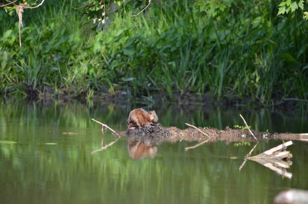 Muskrat sitting on river log