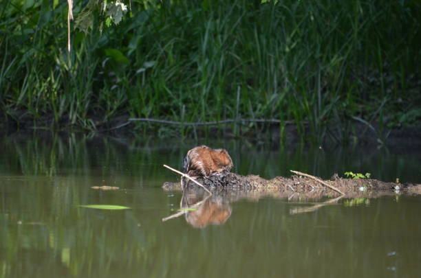istock Muskrat sitting on river log 1015462054