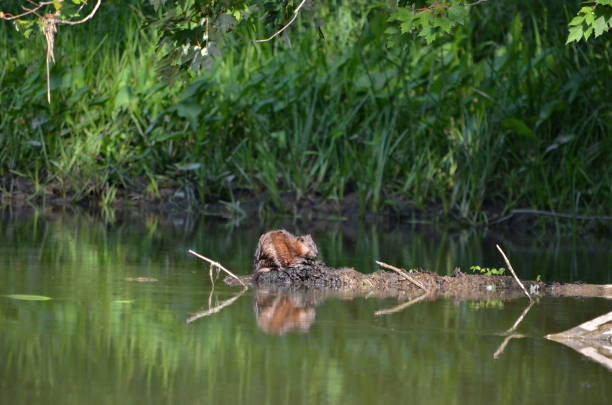 istock Muskrat sitting on river log 1015462058