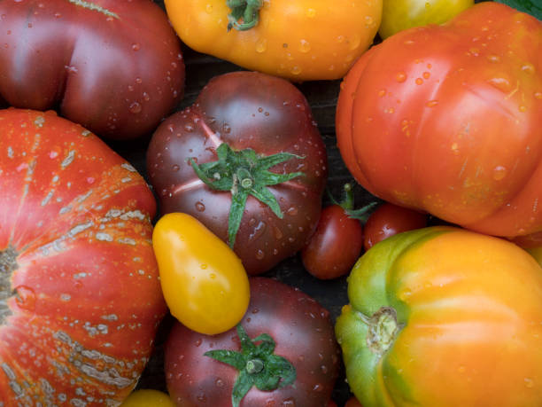 istock old tomatoes organic food 1015462758