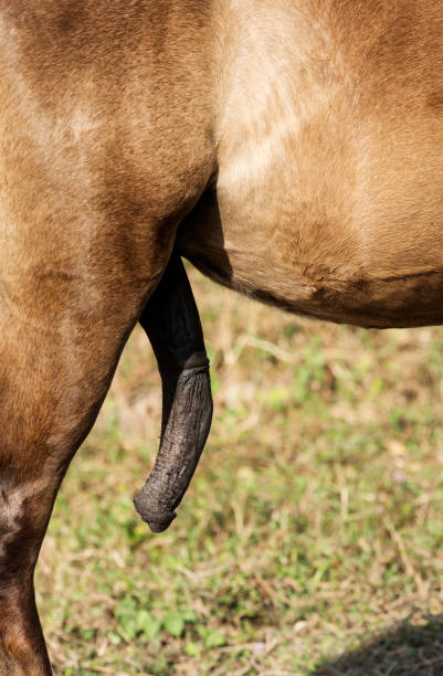 Penis of brown horse