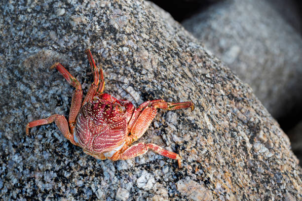 istock Red Sally Lightfoot crabs on a rock 1015464694