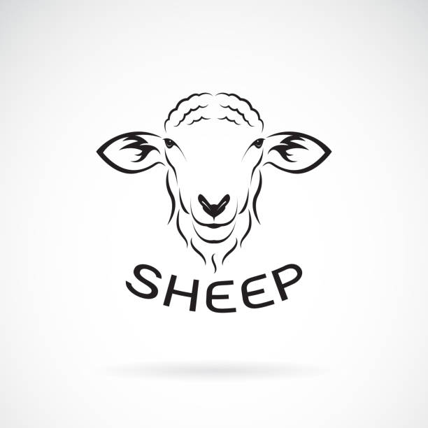 Vector of sheep head design on white background. Wild Animals. Easy editable layered vector illustration. Vector of sheep head design on white background. Wild Animals. Easy editable layered vector illustration. sheep stock illustrations