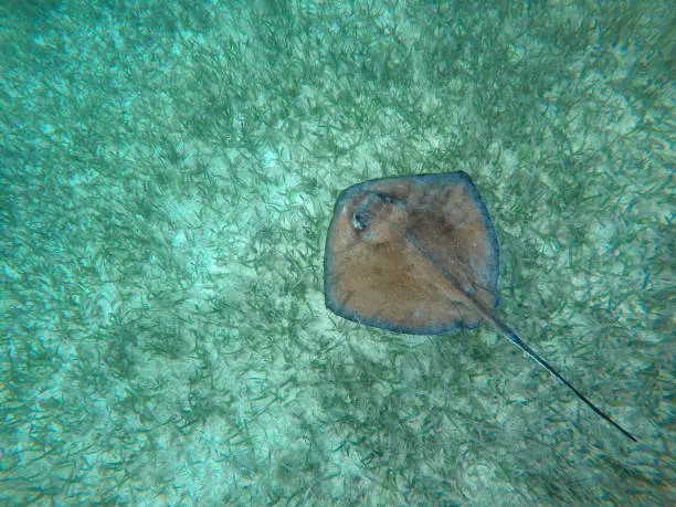 Stingray gopro Belize snorkeling