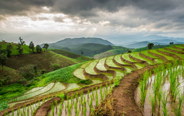 istock Pa Pong Piang Rice Terraces 1015465082