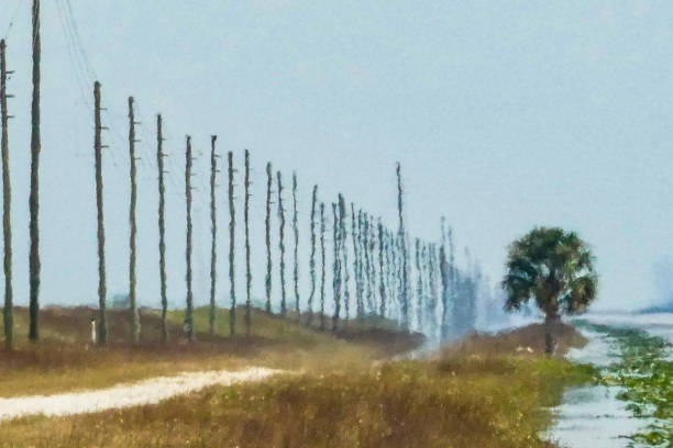 everglades, florida - alexander farnsworth bildbanksfoton och bilder