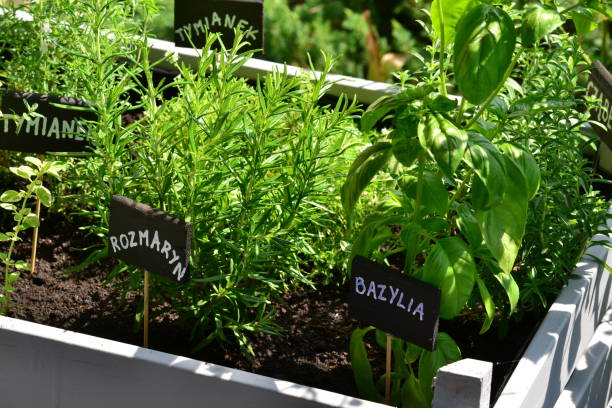 istock Herbal garden in a crate 1015471766