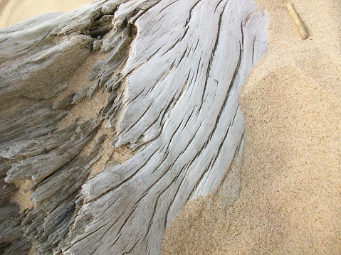Driftwood on a sandy beach.
