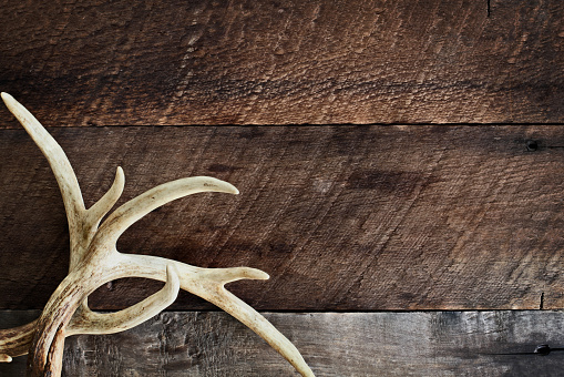 A pair of real white tail deer antlers over a rustic wooden background. They are used by hunters when hunting to rattle in other large bucks. Free space for text.